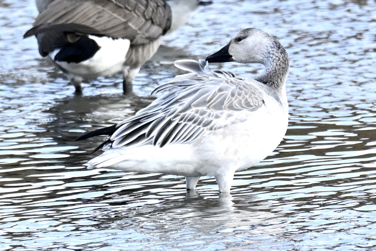 Цасны галуу - ML644552845