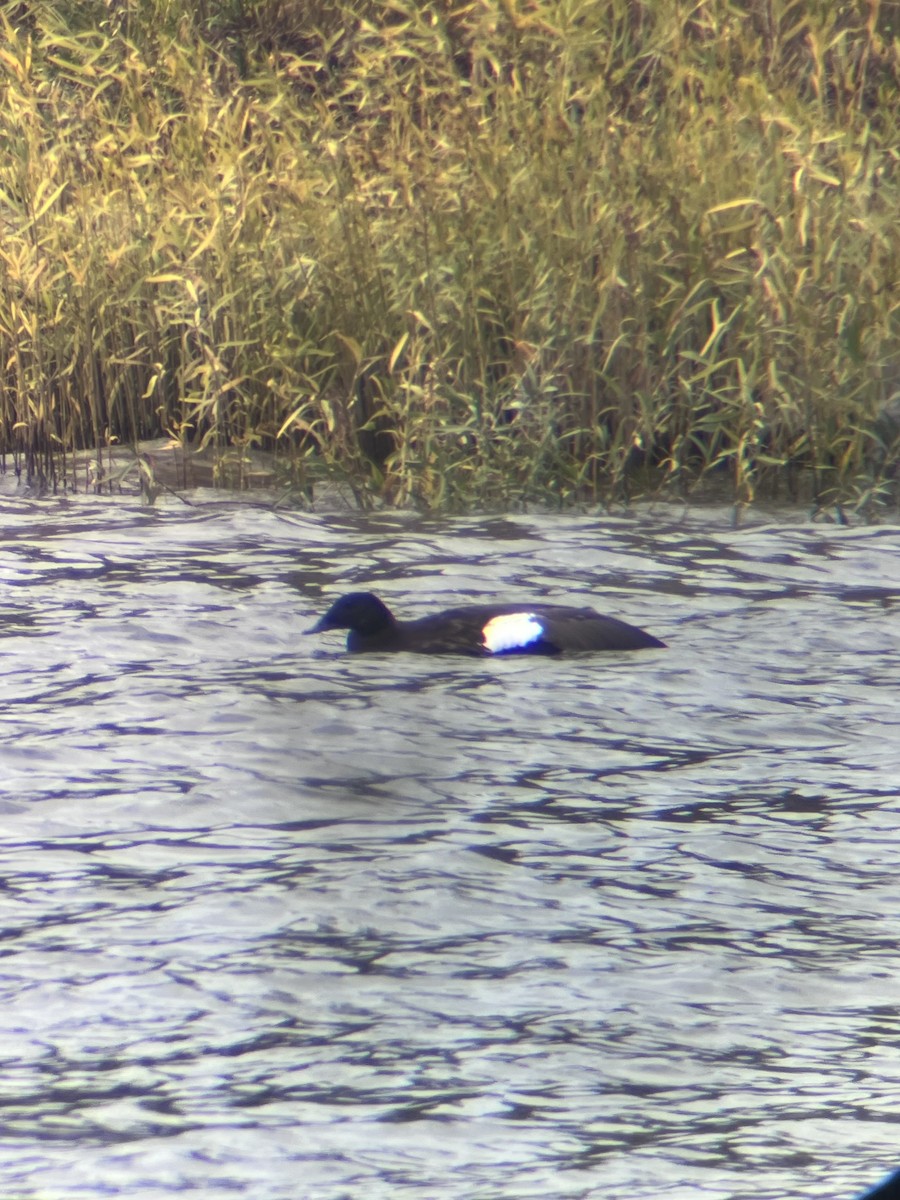 アメリカビロードキンクロ - ML644552847