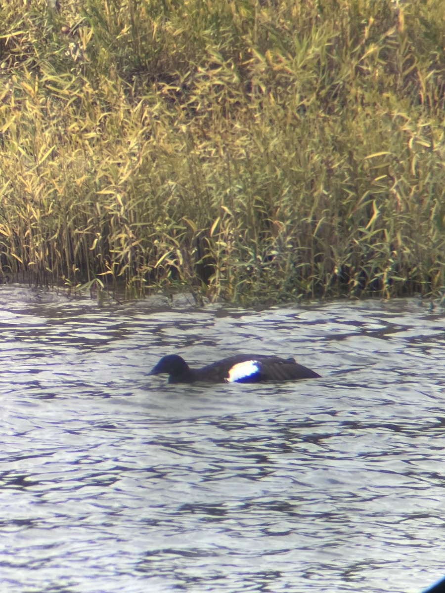 アメリカビロードキンクロ - ML644552848