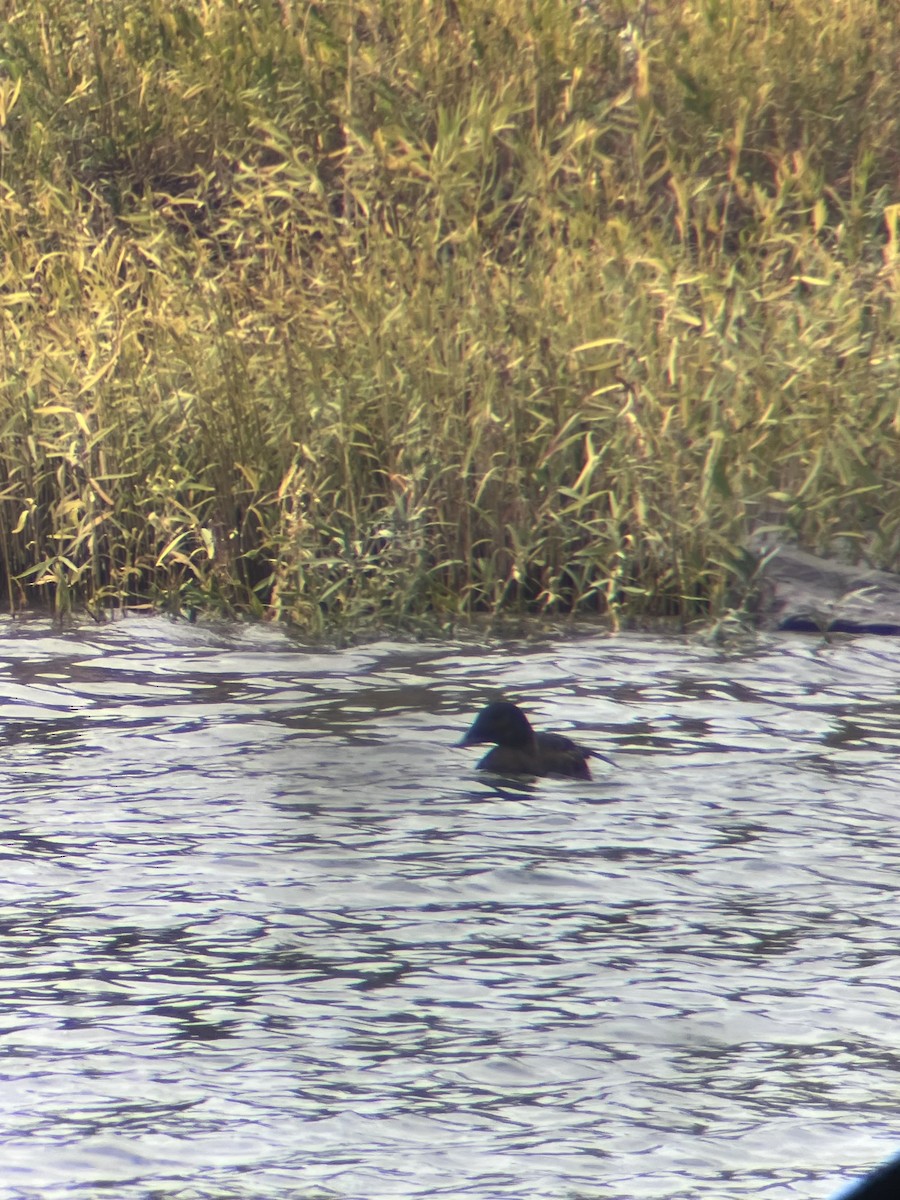 アメリカビロードキンクロ - ML644552849