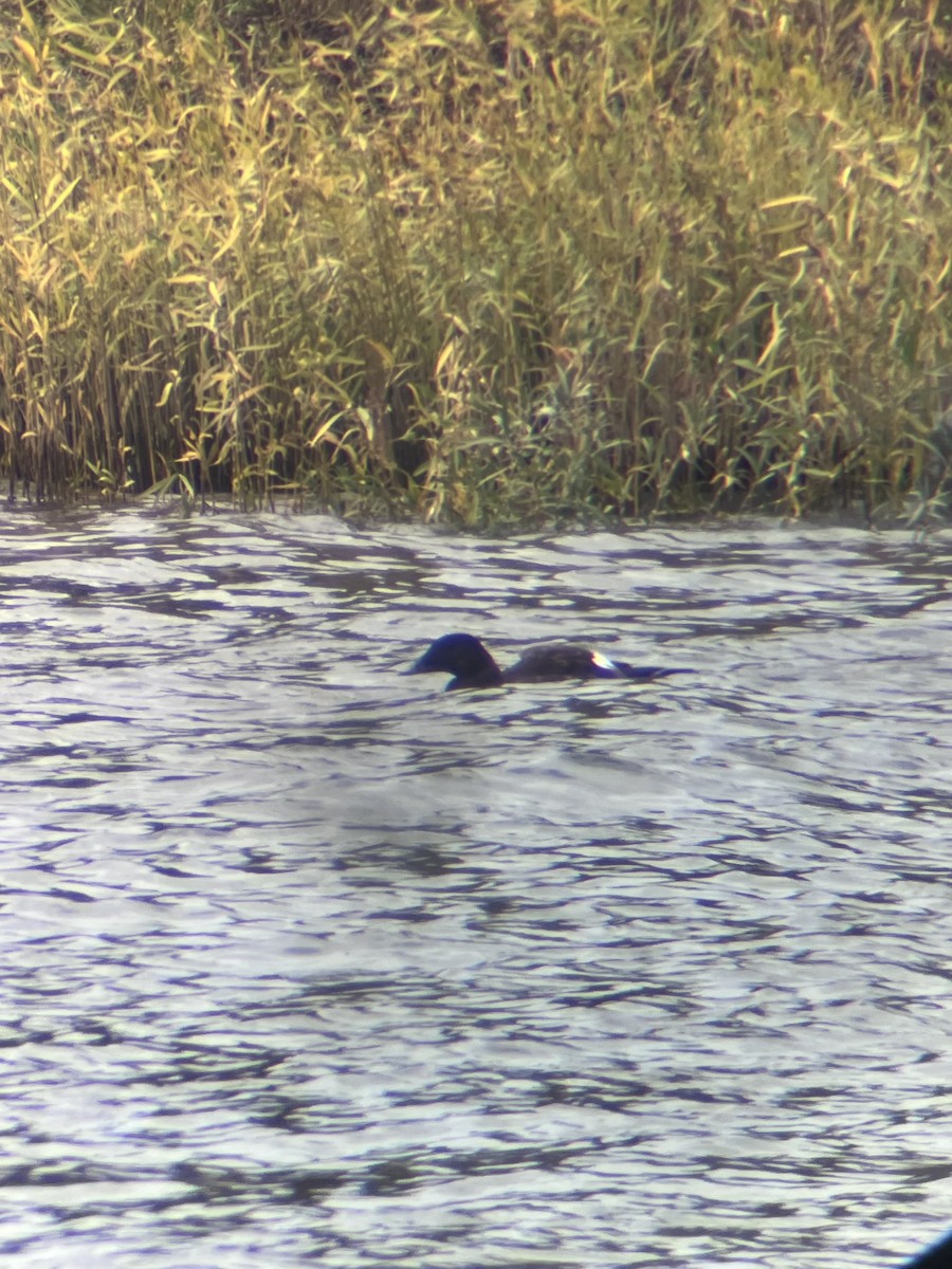 アメリカビロードキンクロ - ML644552850