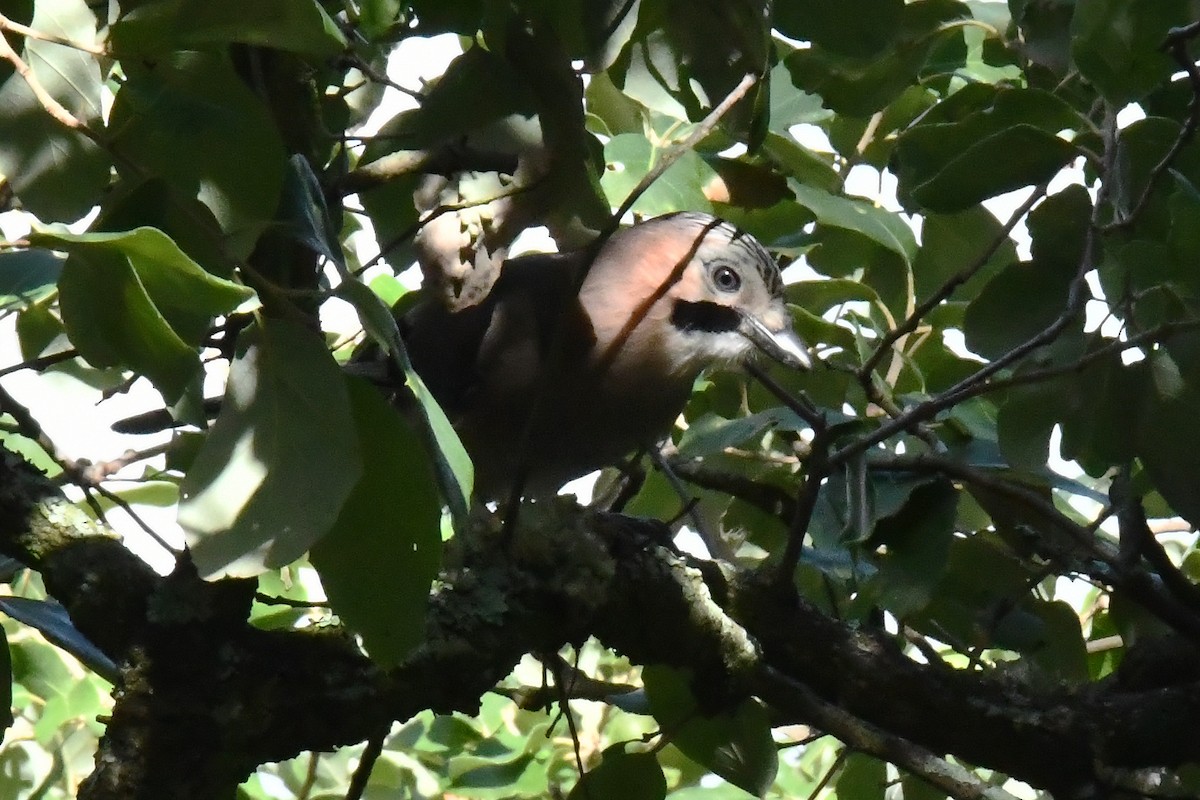 Ятга шаазгай - ML644552855