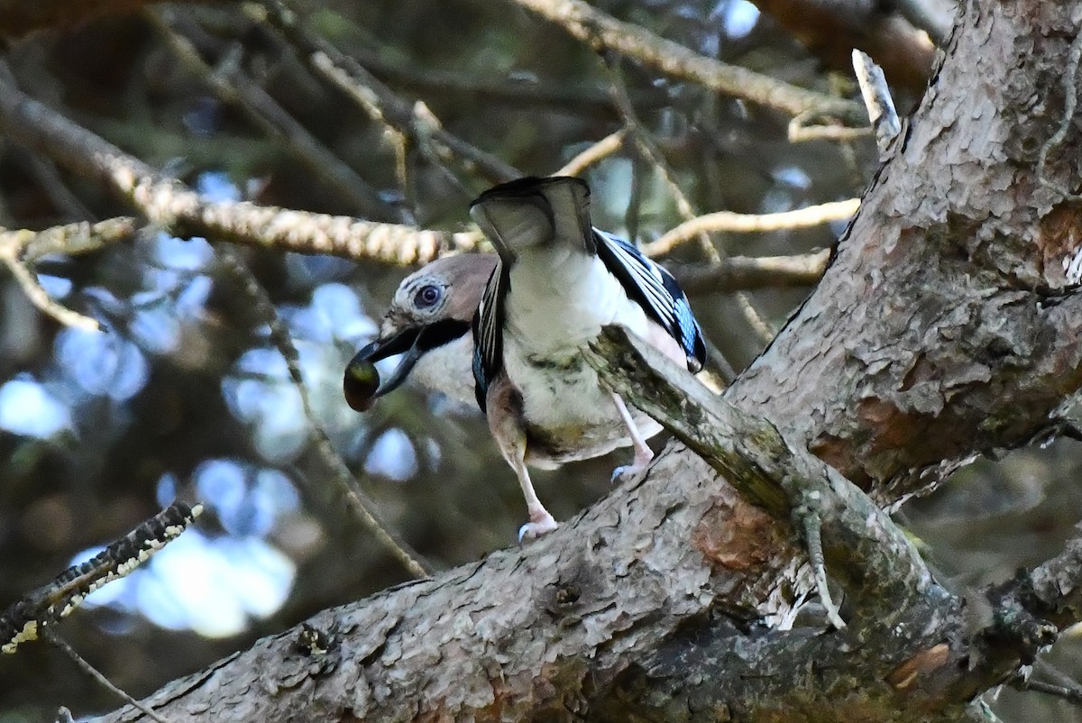 Ятга шаазгай - ML644552856