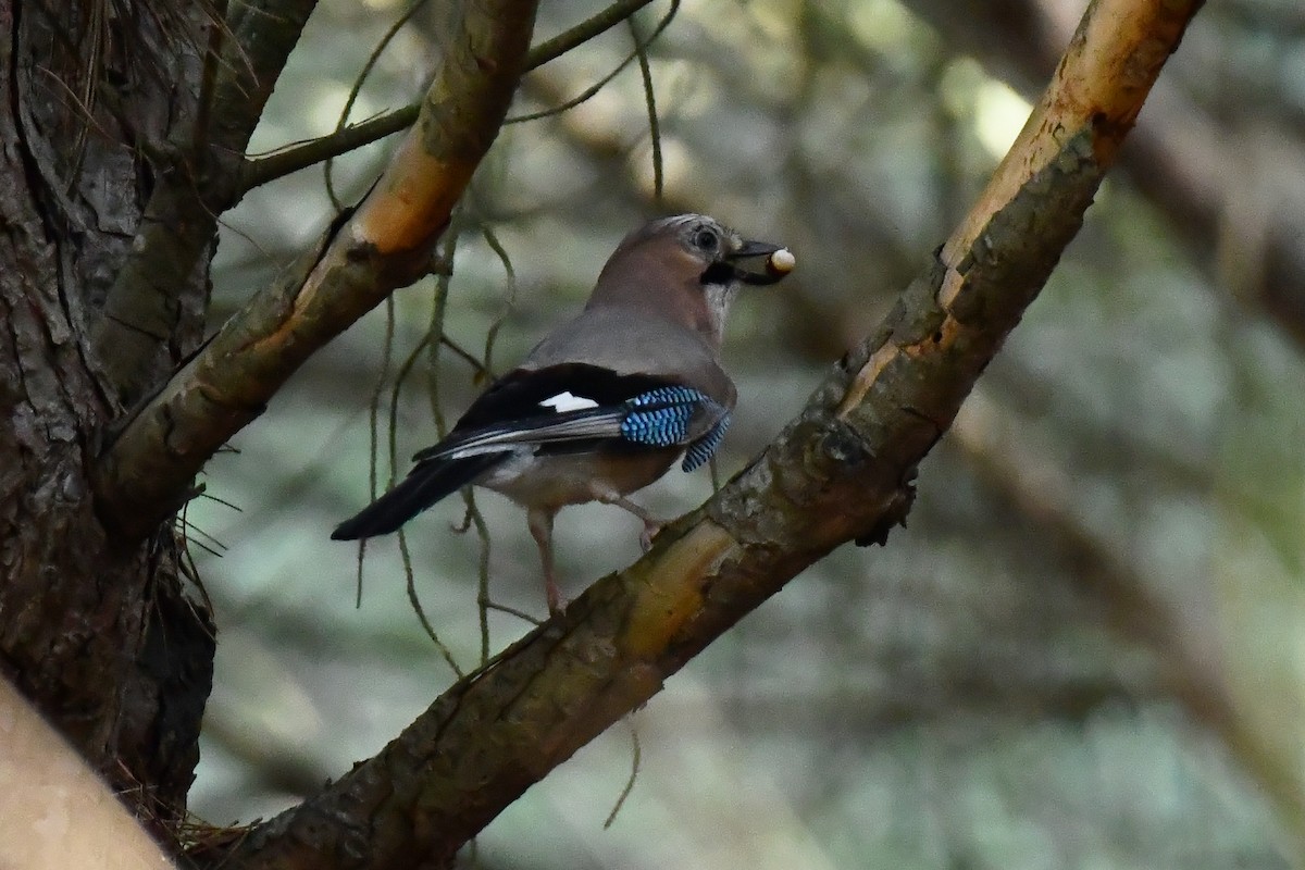 Ятга шаазгай - ML644552857