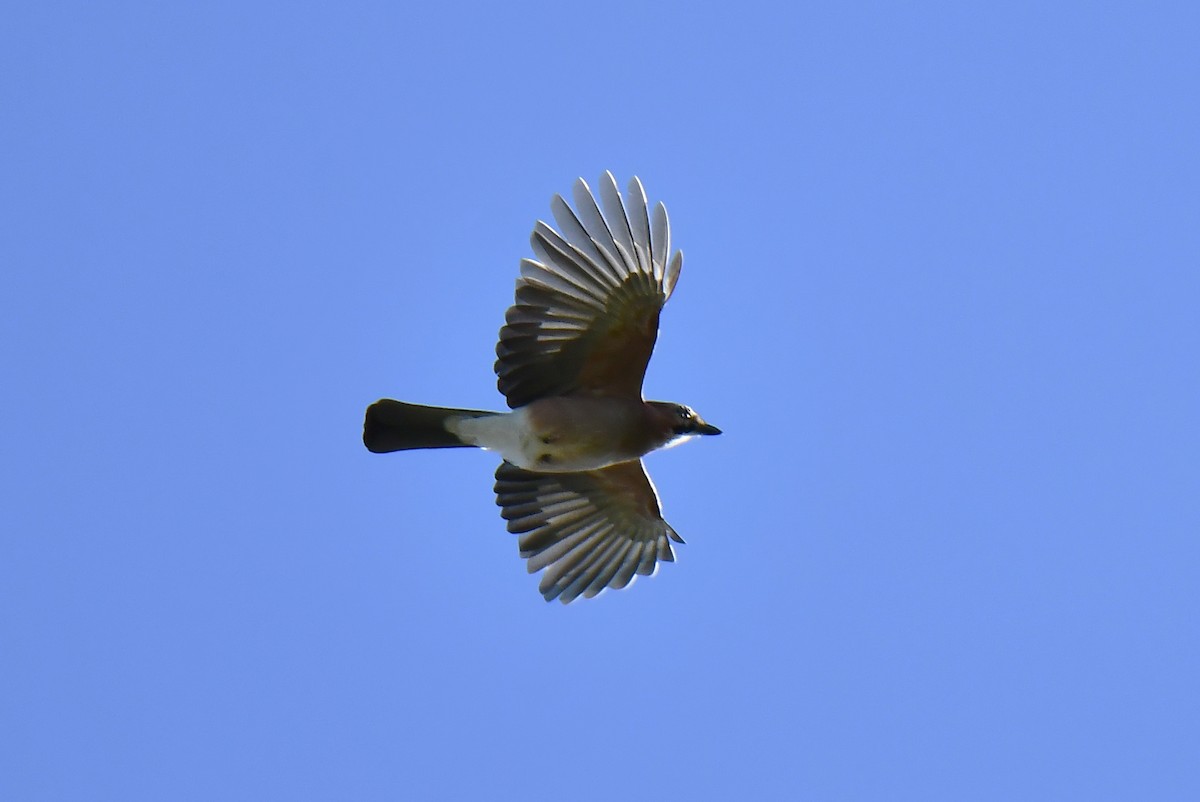 Ятга шаазгай - ML644552858