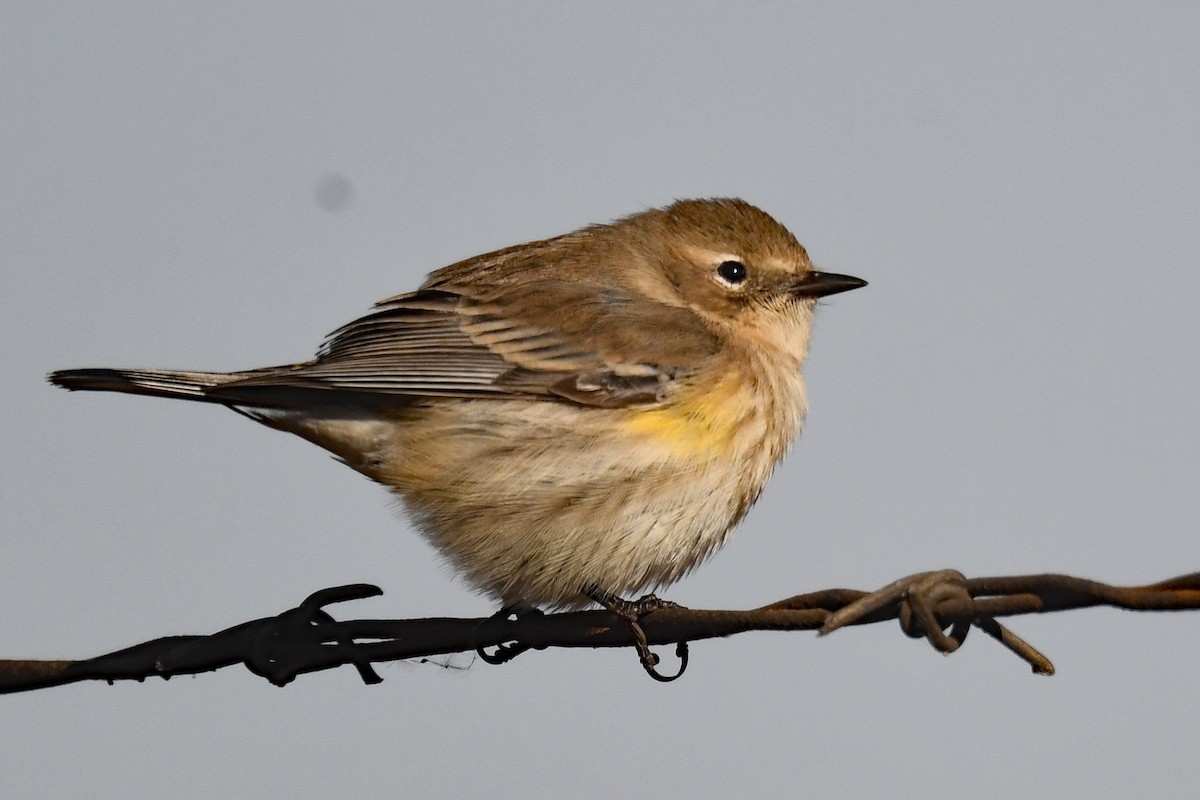 Yellow-rumped Warbler (Myrtle) - ML644552860
