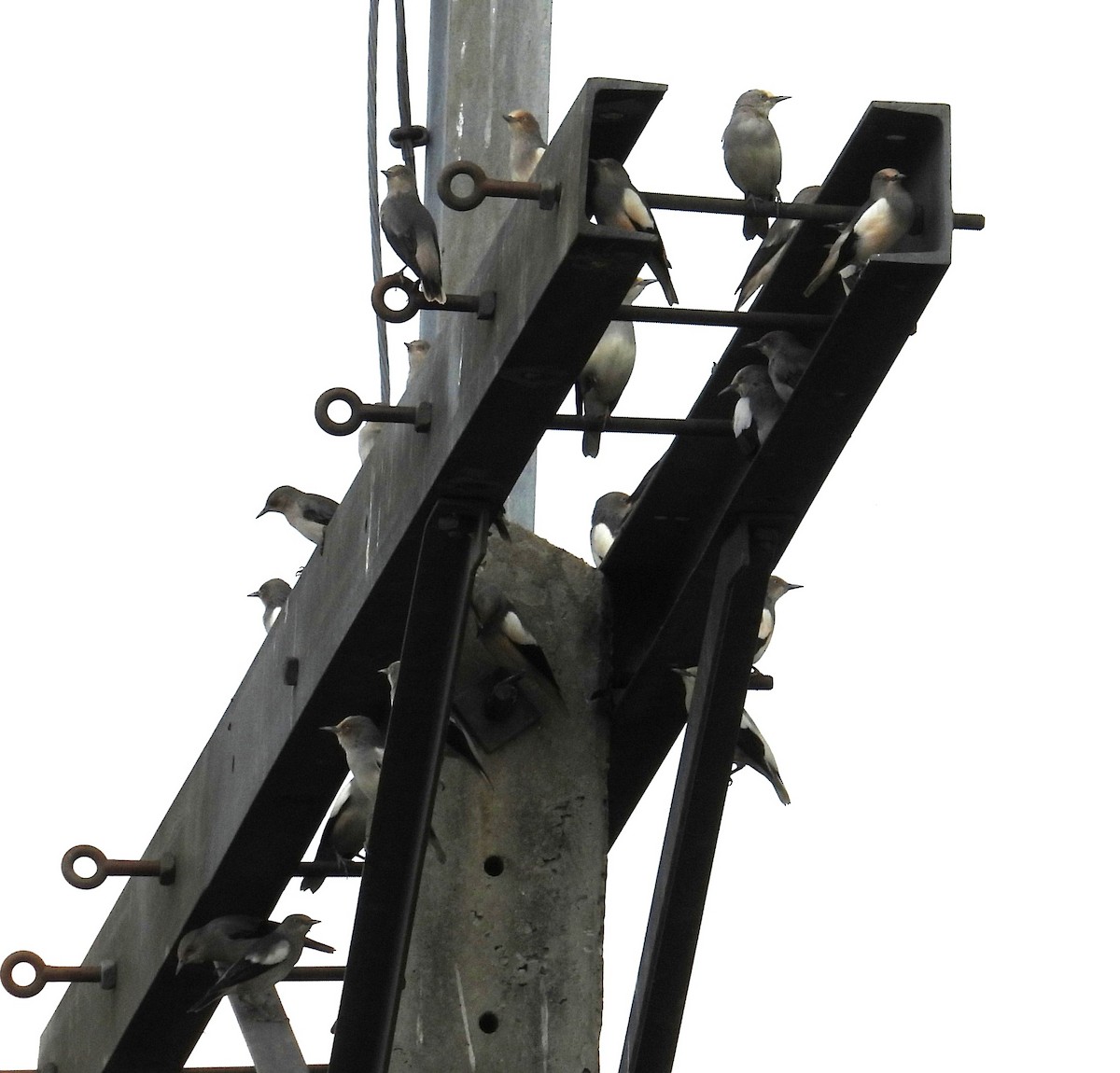 White-shouldered Starling - ML644552862