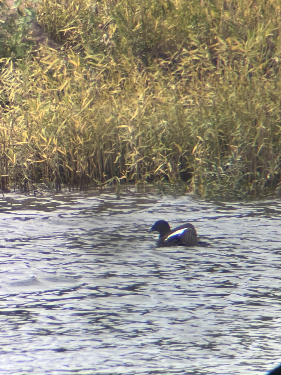 アメリカビロードキンクロ - ML644552863