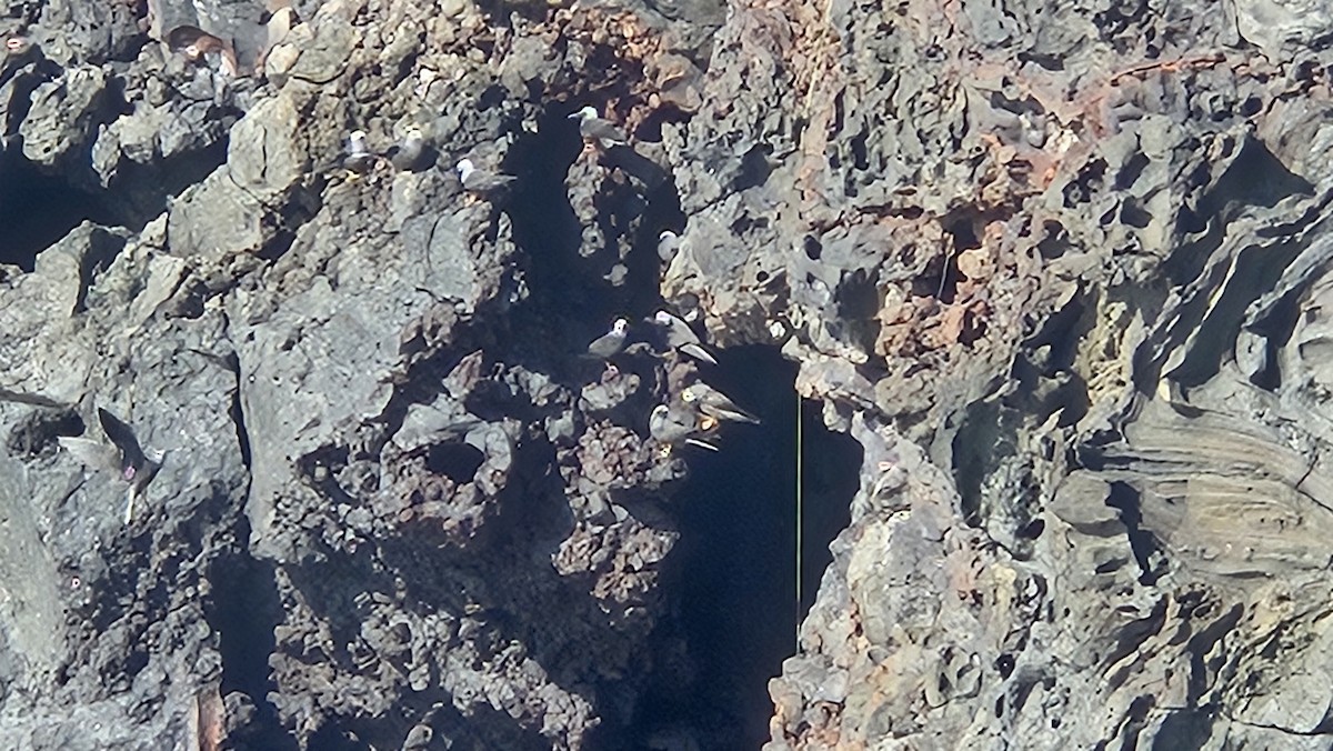 ヒメクロアジサシ（melanogenys） - ML644552864