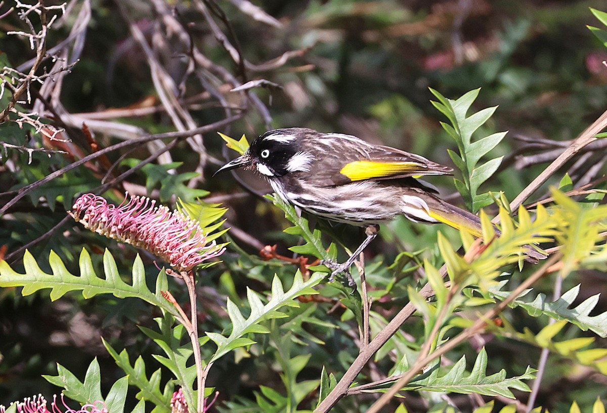 New Holland Honeyeater - ML644552865