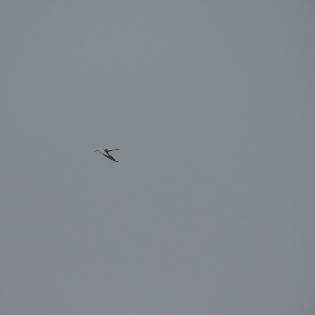 Charrán de Forster - ML644552867