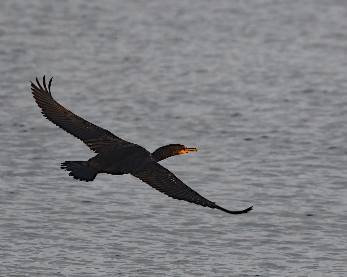 Double-crested Cormorant - ML644552870