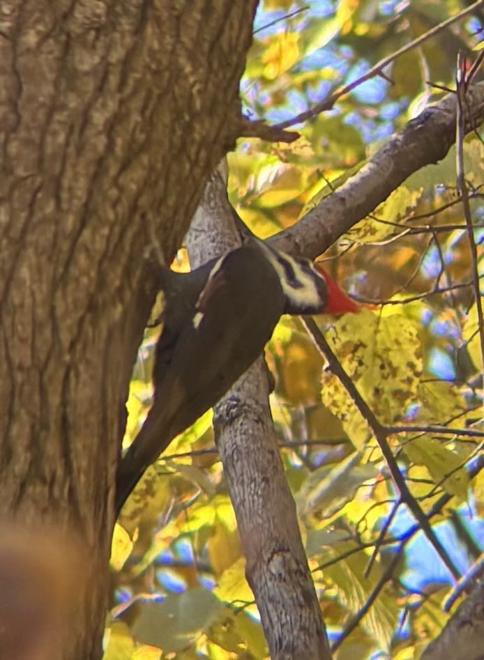 Pileated Woodpecker - ML644552872