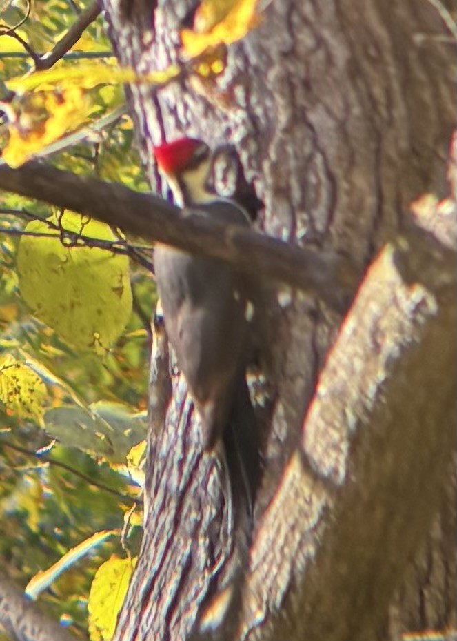Pileated Woodpecker - ML644552873