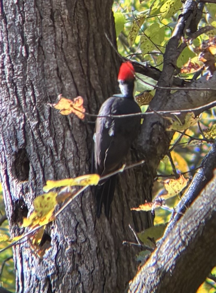 Pileated Woodpecker - ML644552874