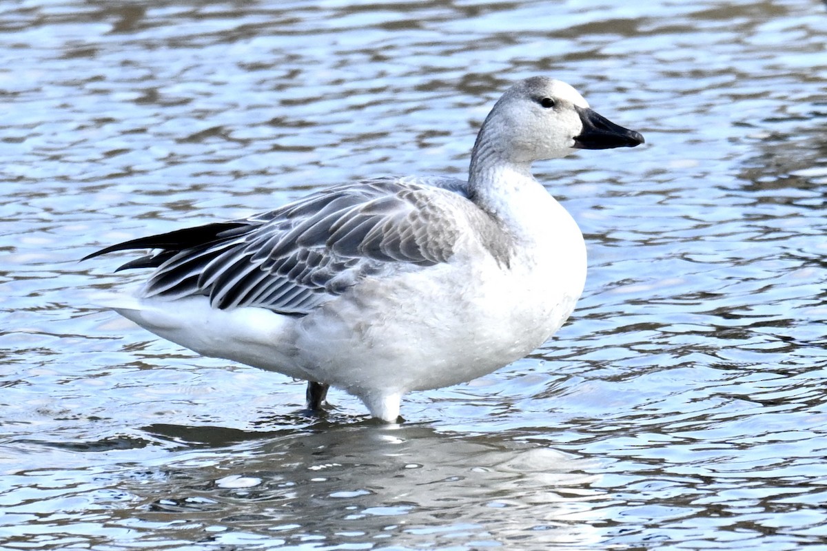 Цасны галуу - ML644552875