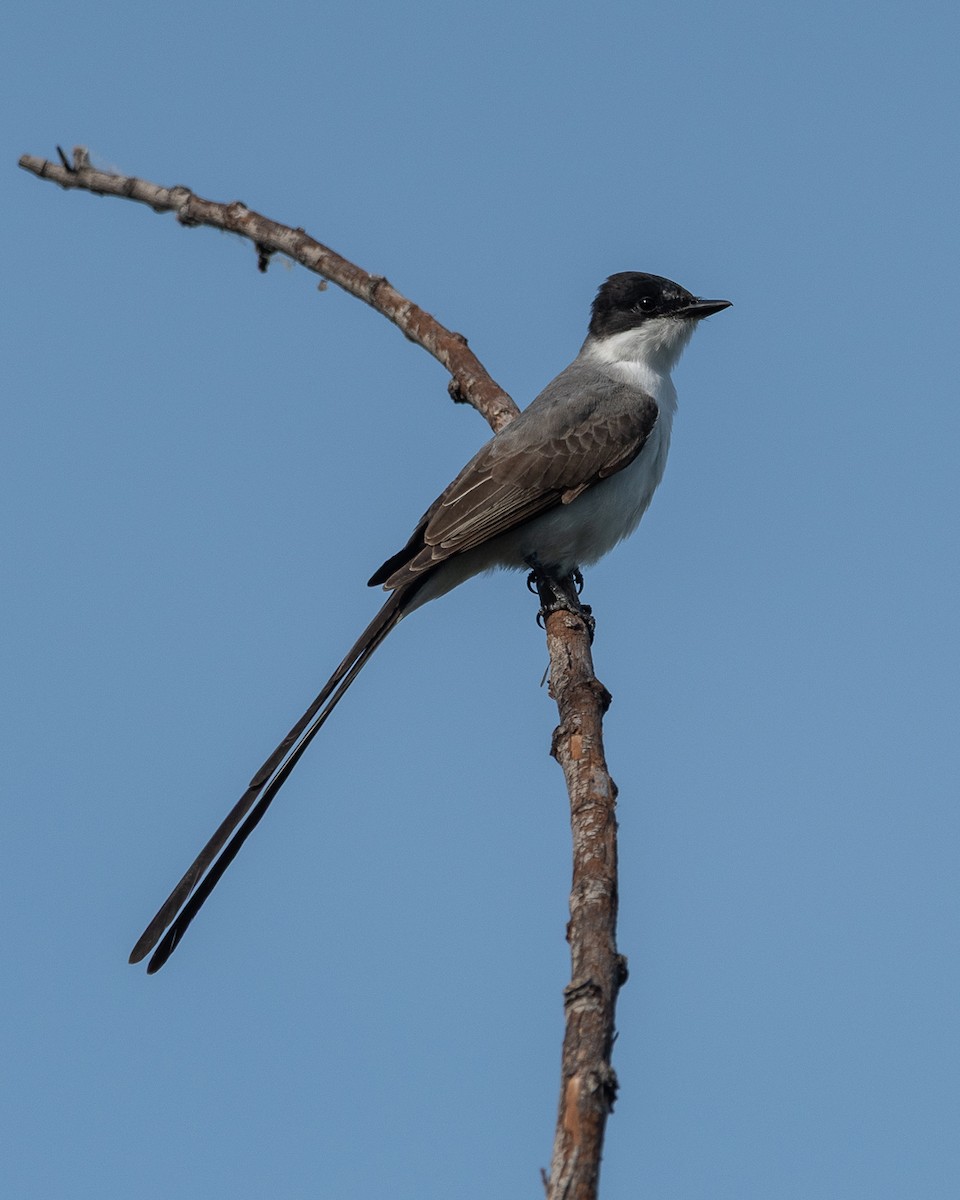 Fork-tailed Flycatcher - ML644552876