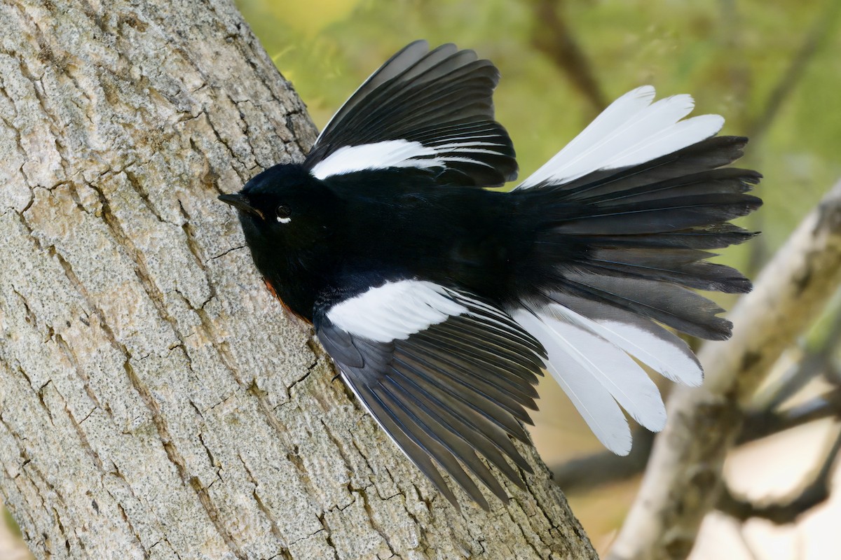 Paruline à ailes blanches - ML644552878