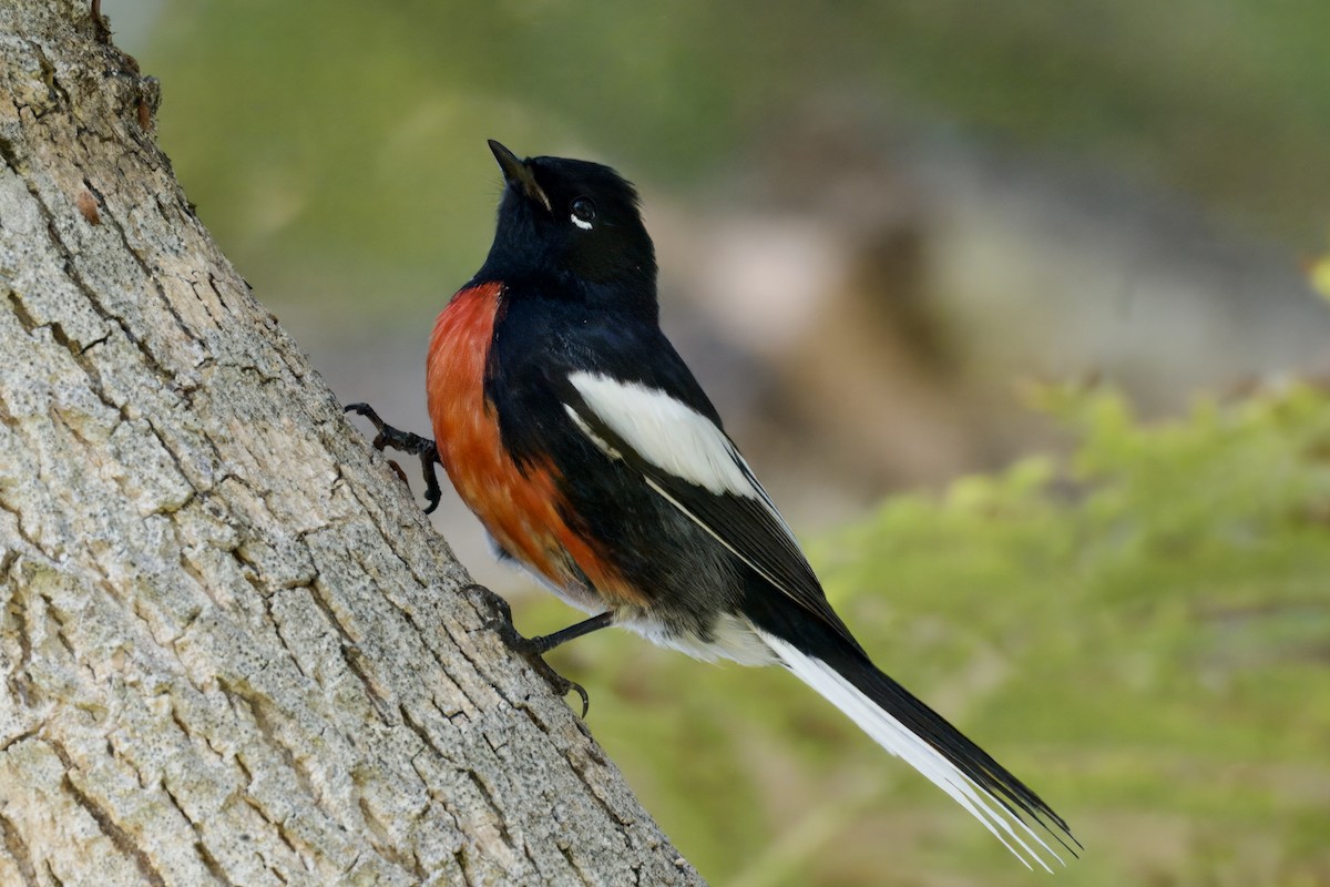 Paruline à ailes blanches - ML644552880