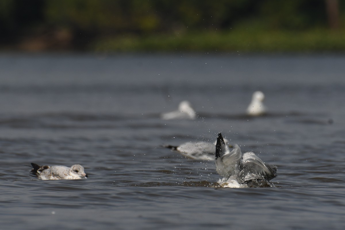 Ring-billed Gull - ML644552881