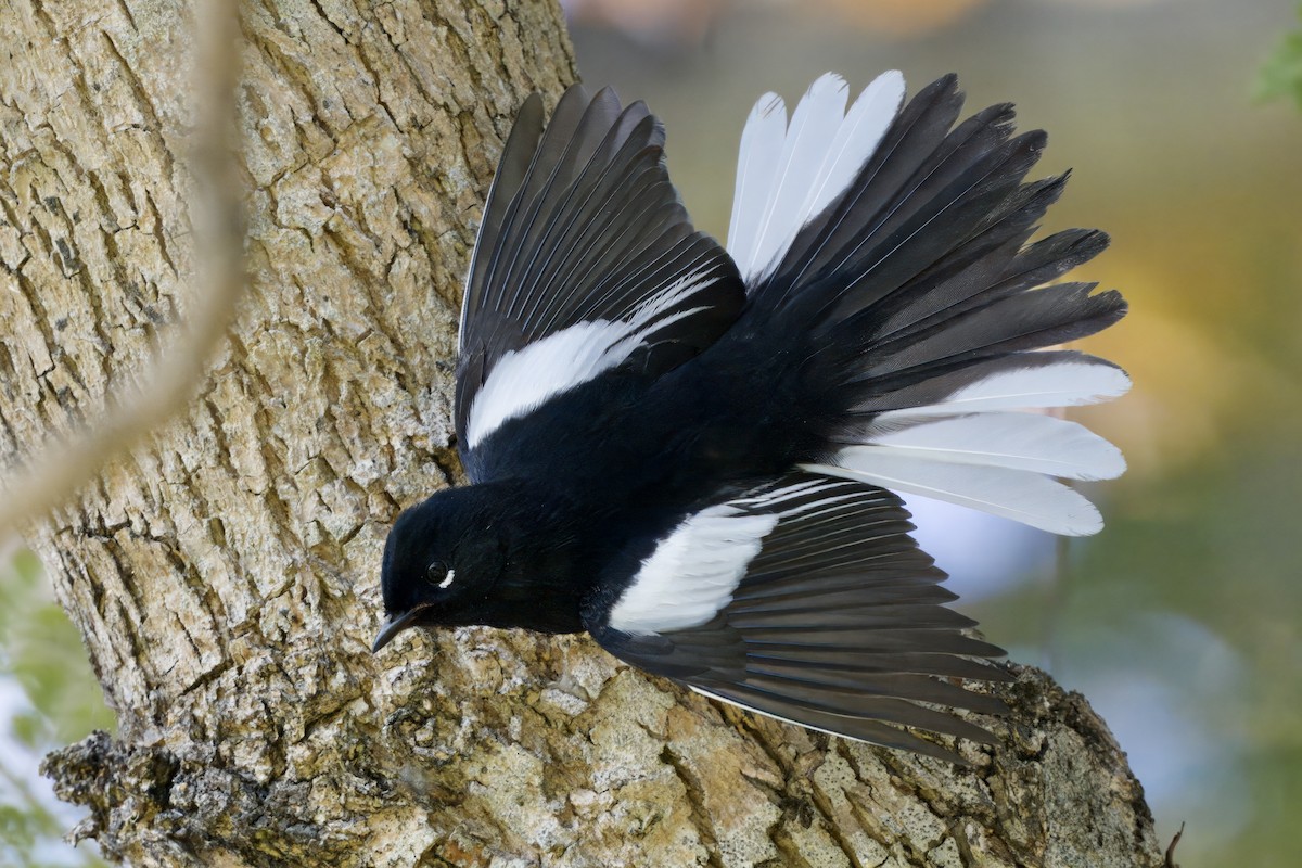 Paruline à ailes blanches - ML644552882