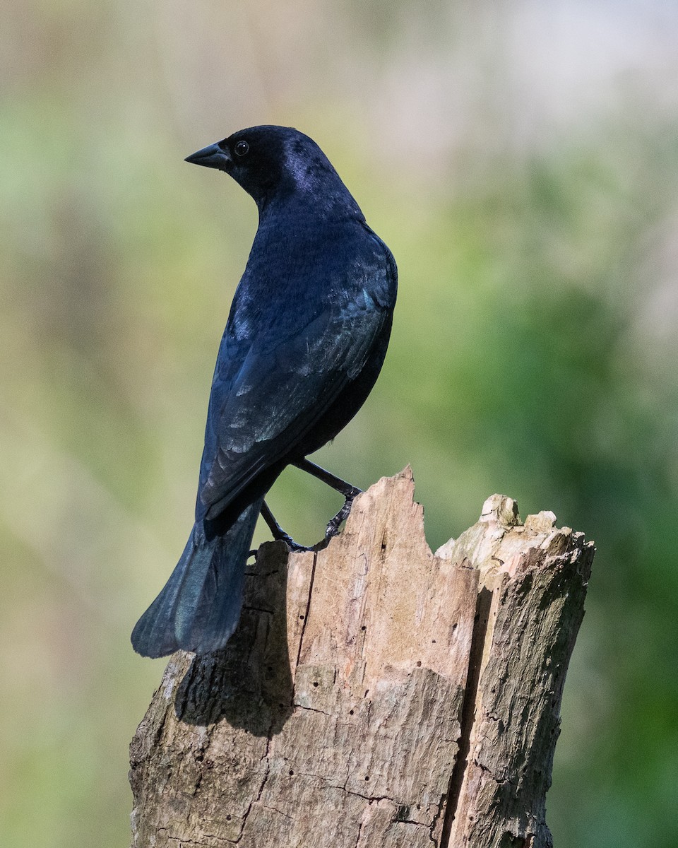 Shiny Cowbird - ML644552883