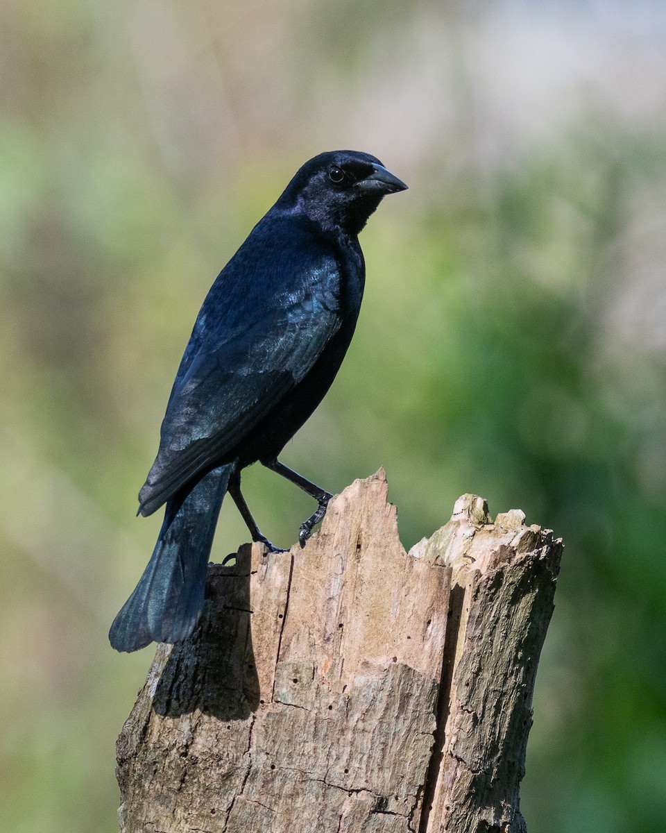 Shiny Cowbird - ML644552884