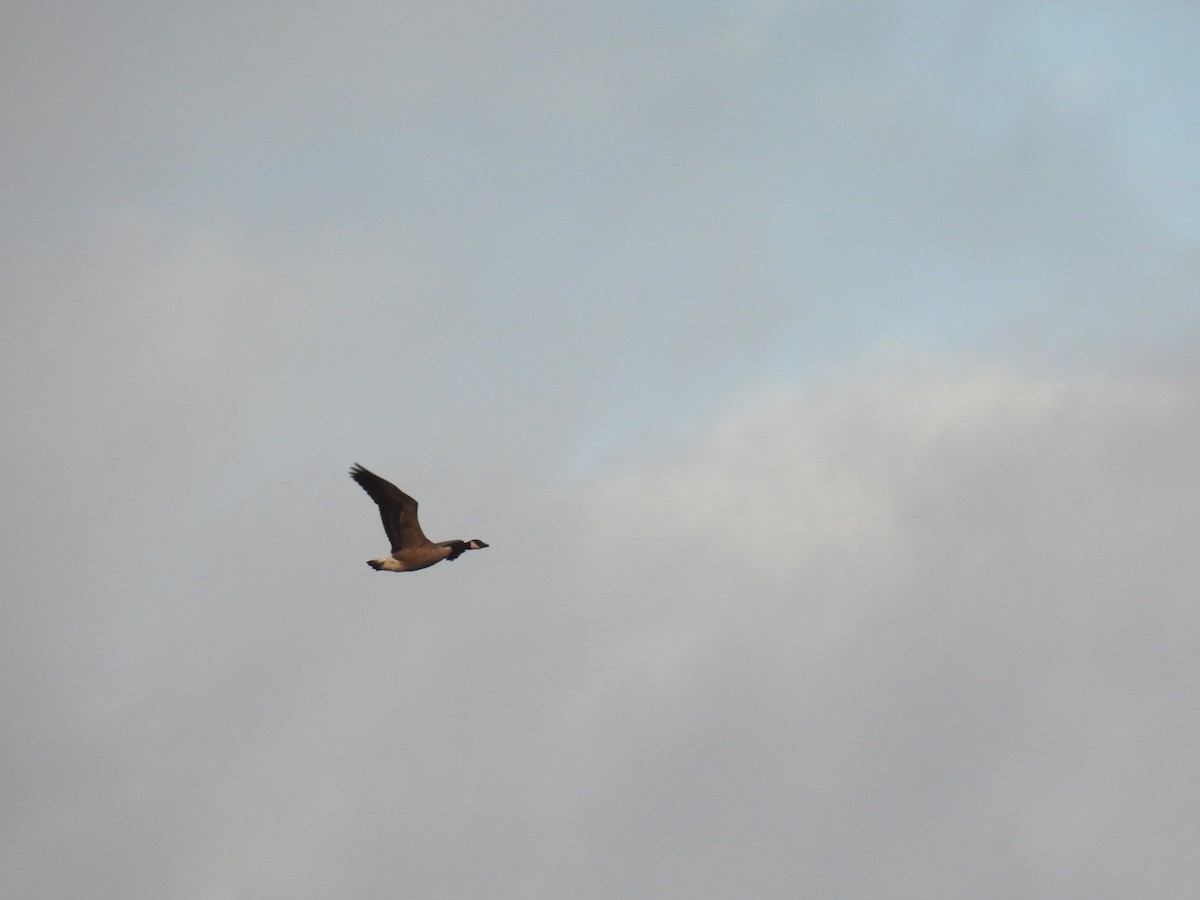 Canada Goose - ML644552885