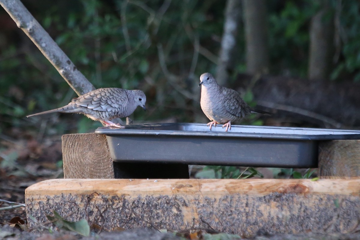 Colombe inca - ML644552886