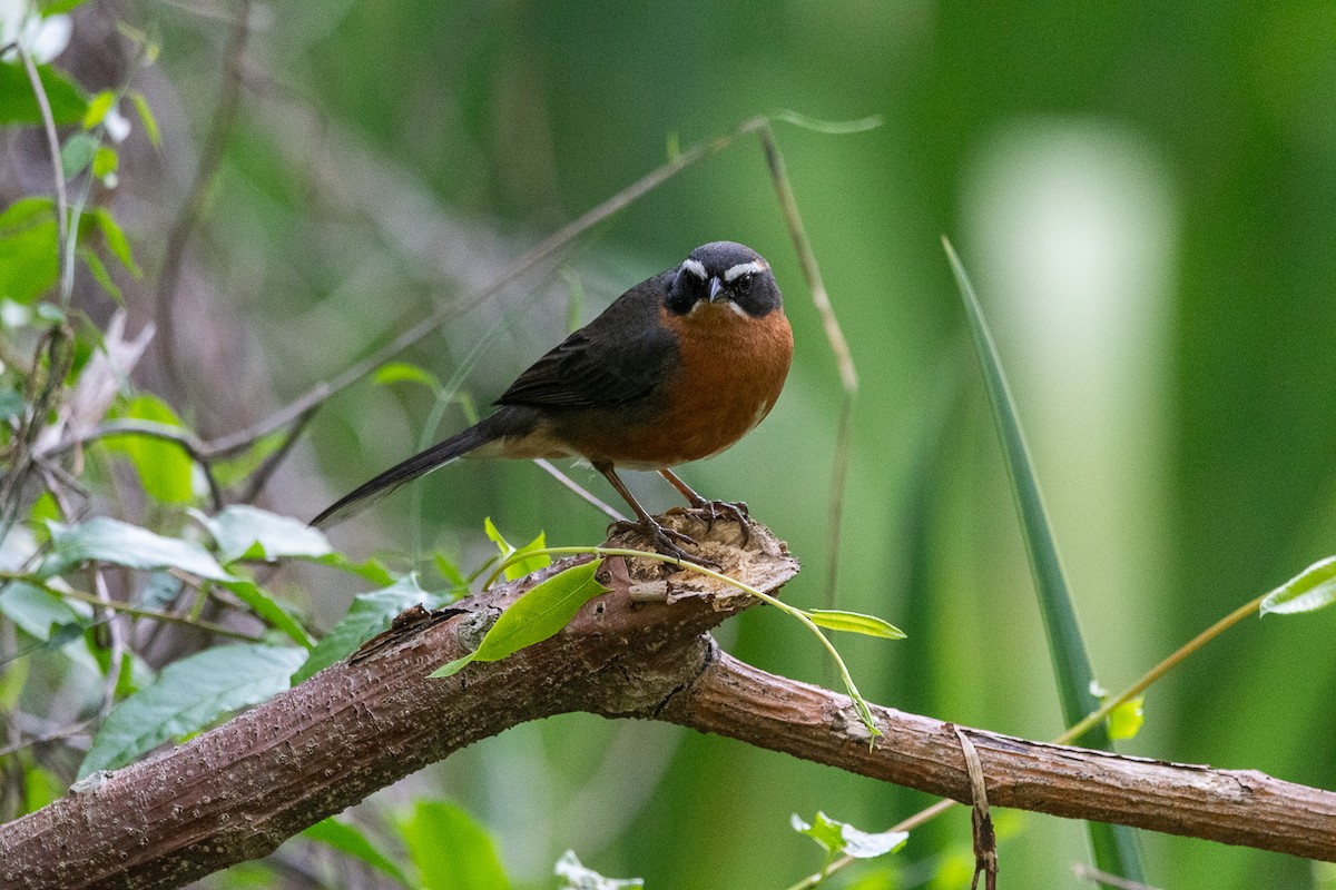 Black-and-rufous Warbling Finch - ML644552892