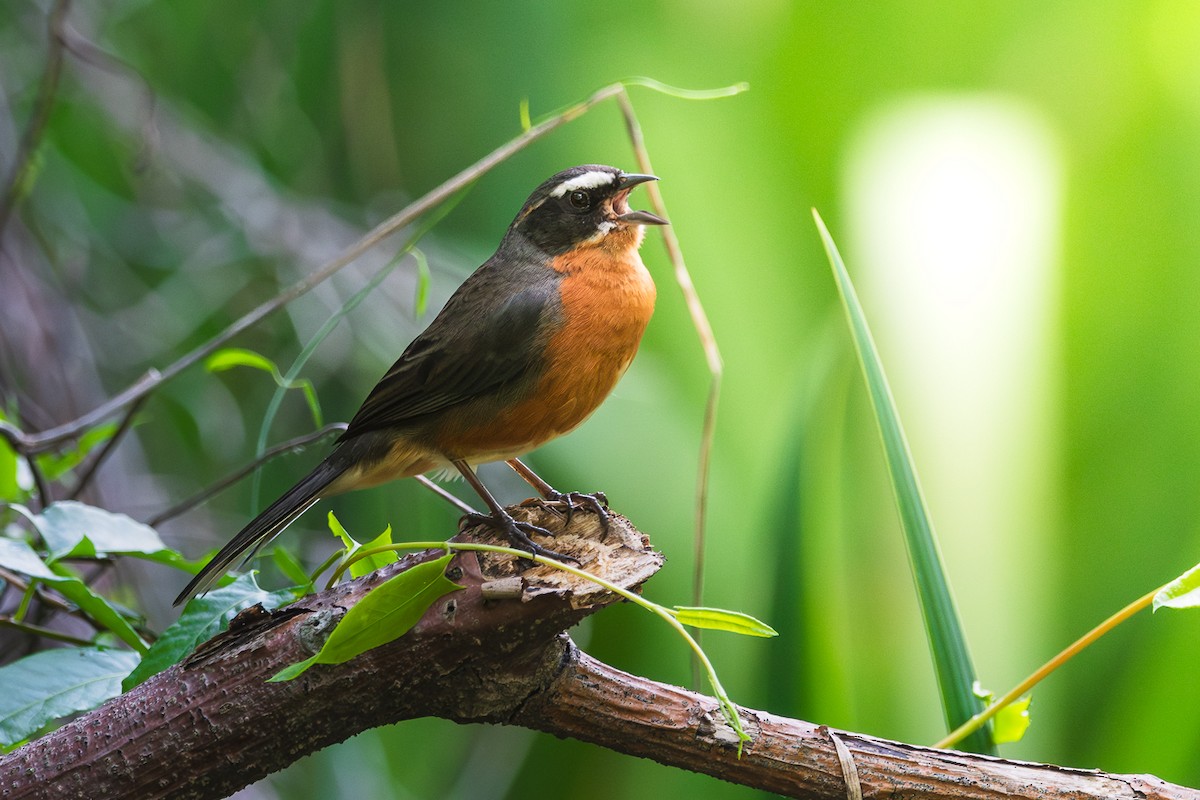 Black-and-rufous Warbling Finch - ML644552893