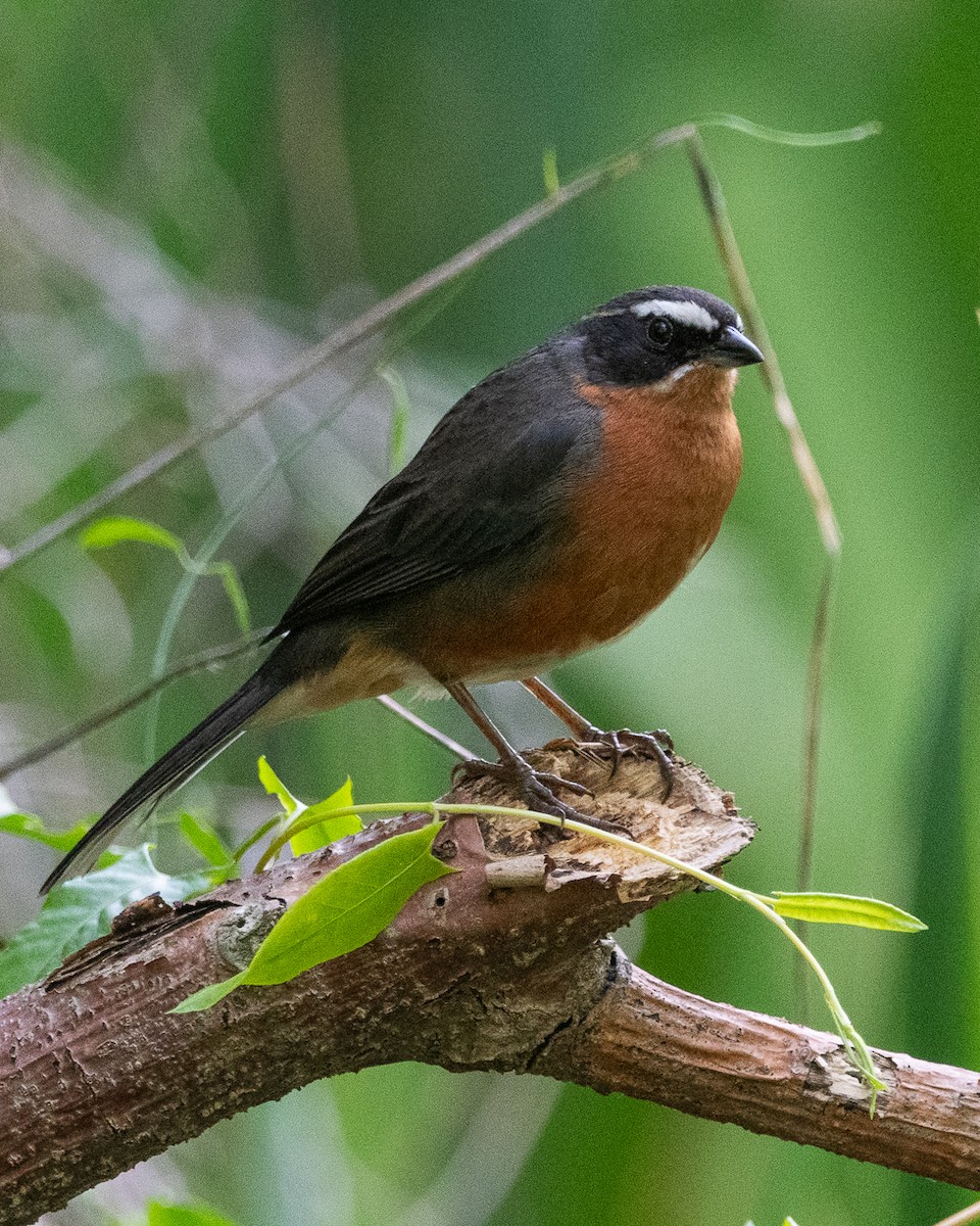 Black-and-rufous Warbling Finch - ML644552894