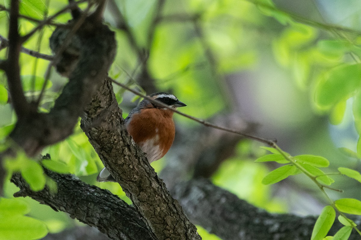 Black-and-rufous Warbling Finch - ML644552895