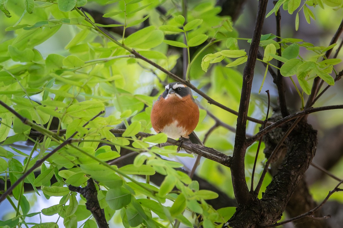 Black-and-rufous Warbling Finch - ML644552896