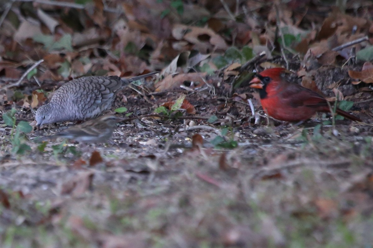 Cardinal rouge (groupe cardinalis) - ML644552897