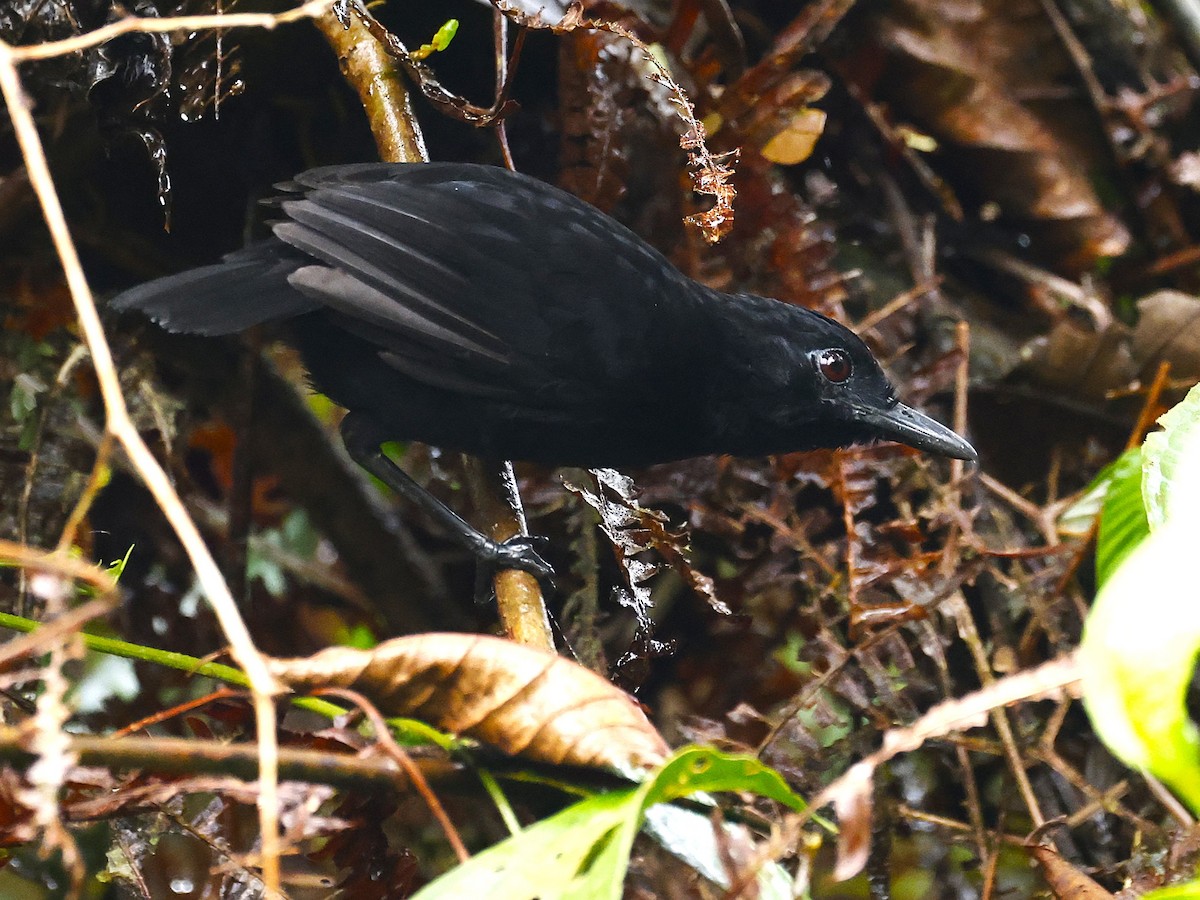 Stub-tailed Antbird - ML644552898