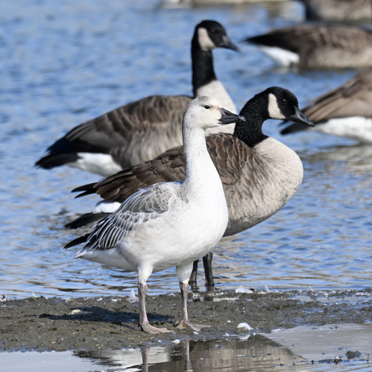 Цасны галуу - ML644552901