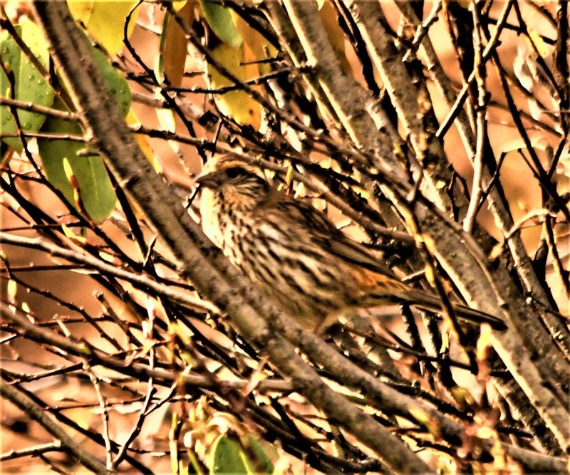 Chinese White-browed Rosefinch - ML644552902