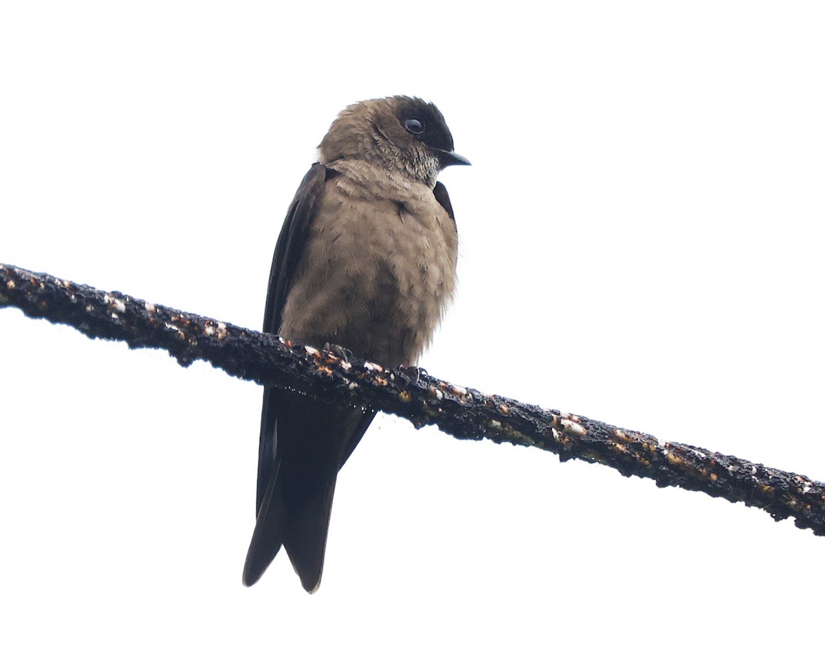 White-thighed Swallow - ML644552908