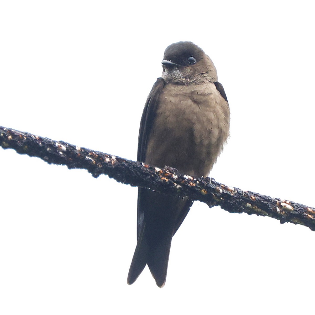 White-thighed Swallow - ML644552909