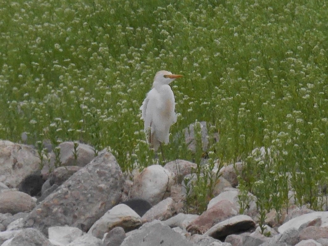 Western Cattle-Egret - ML644552912