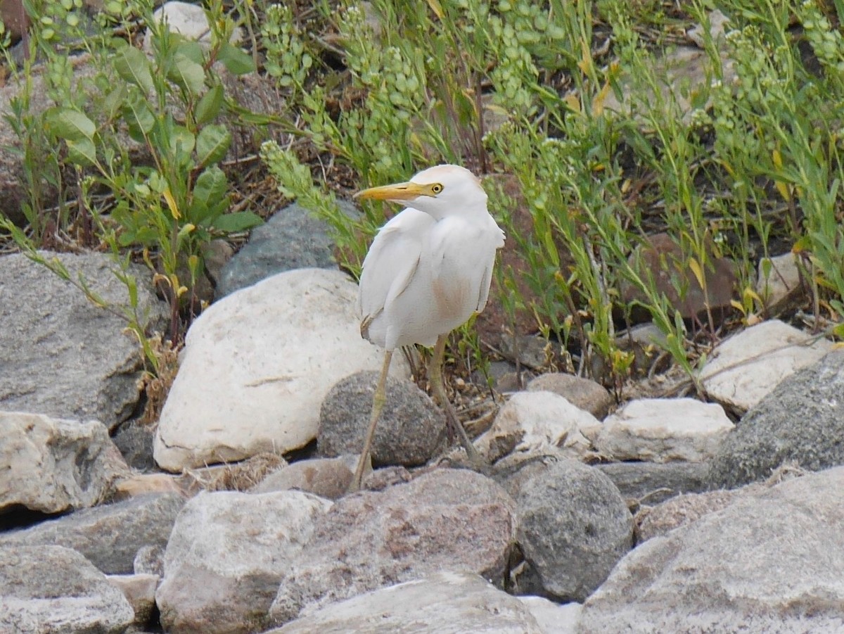 Western Cattle-Egret - ML644552913