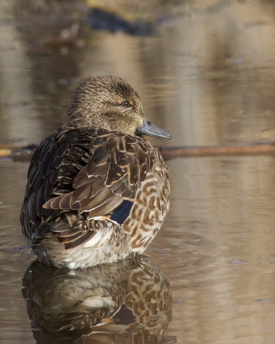 שרשיר - ML644552918
