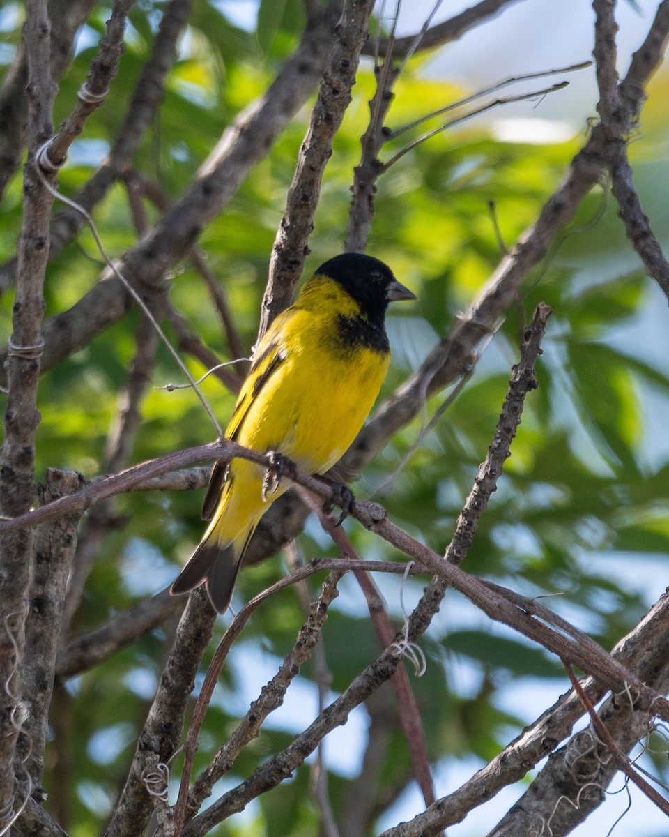 Hooded Siskin - ML644552921