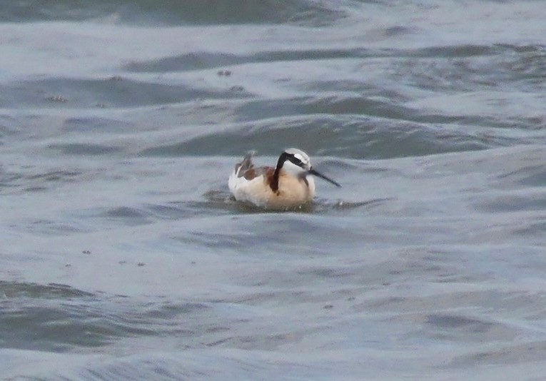 Wilson's Phalarope - ML644552924