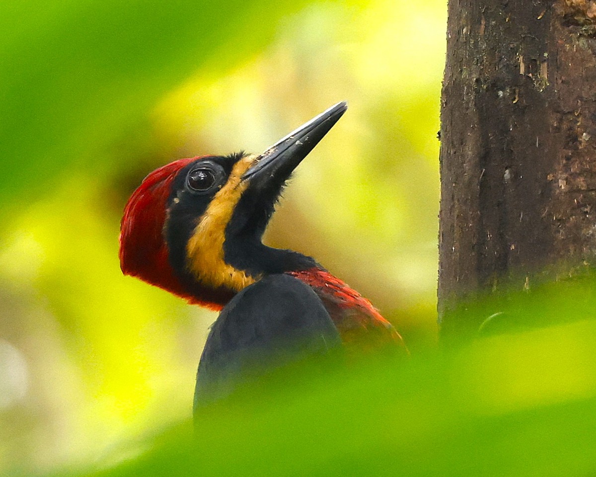 Дятел-кардинал вохристощокий - ML644552932