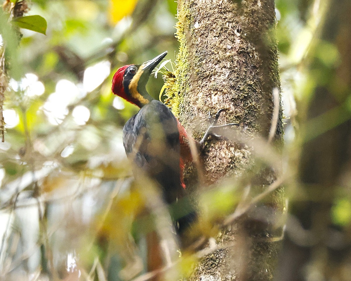 Дятел-кардинал вохристощокий - ML644552933