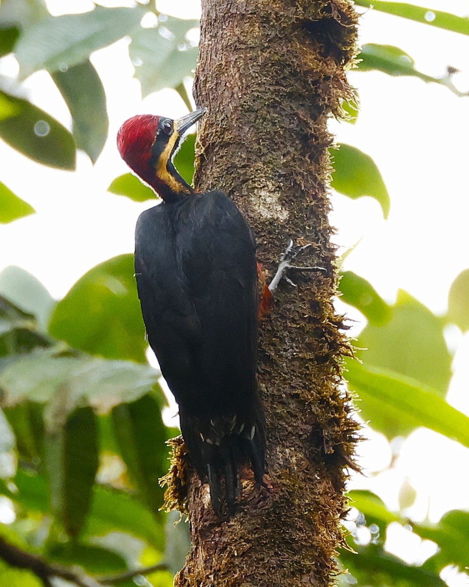 Дятел-кардинал вохристощокий - ML644552934