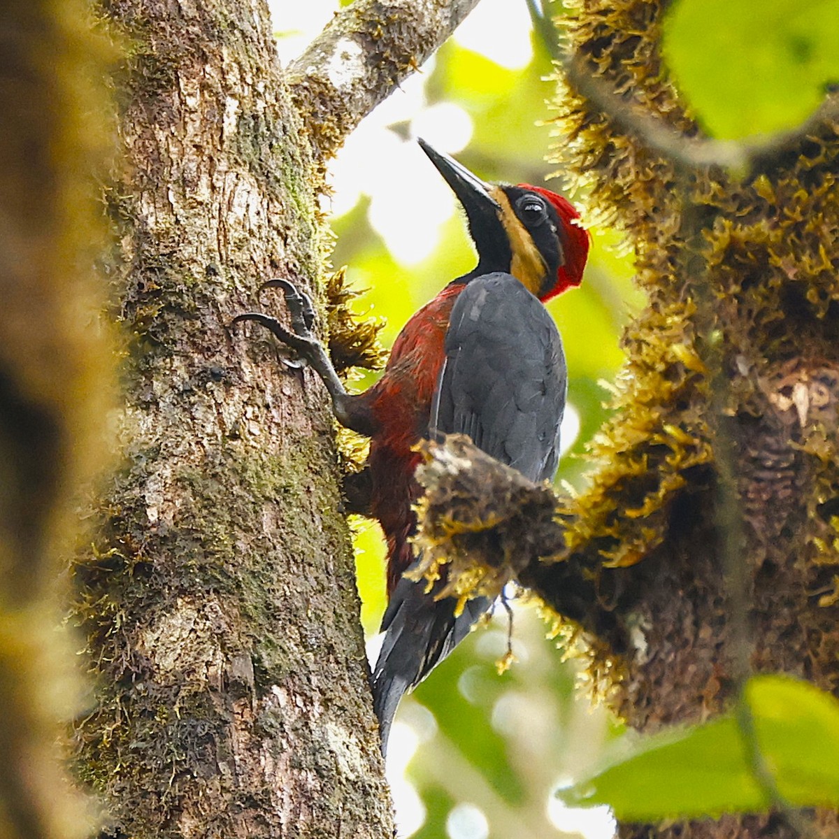 Дятел-кардинал вохристощокий - ML644552935