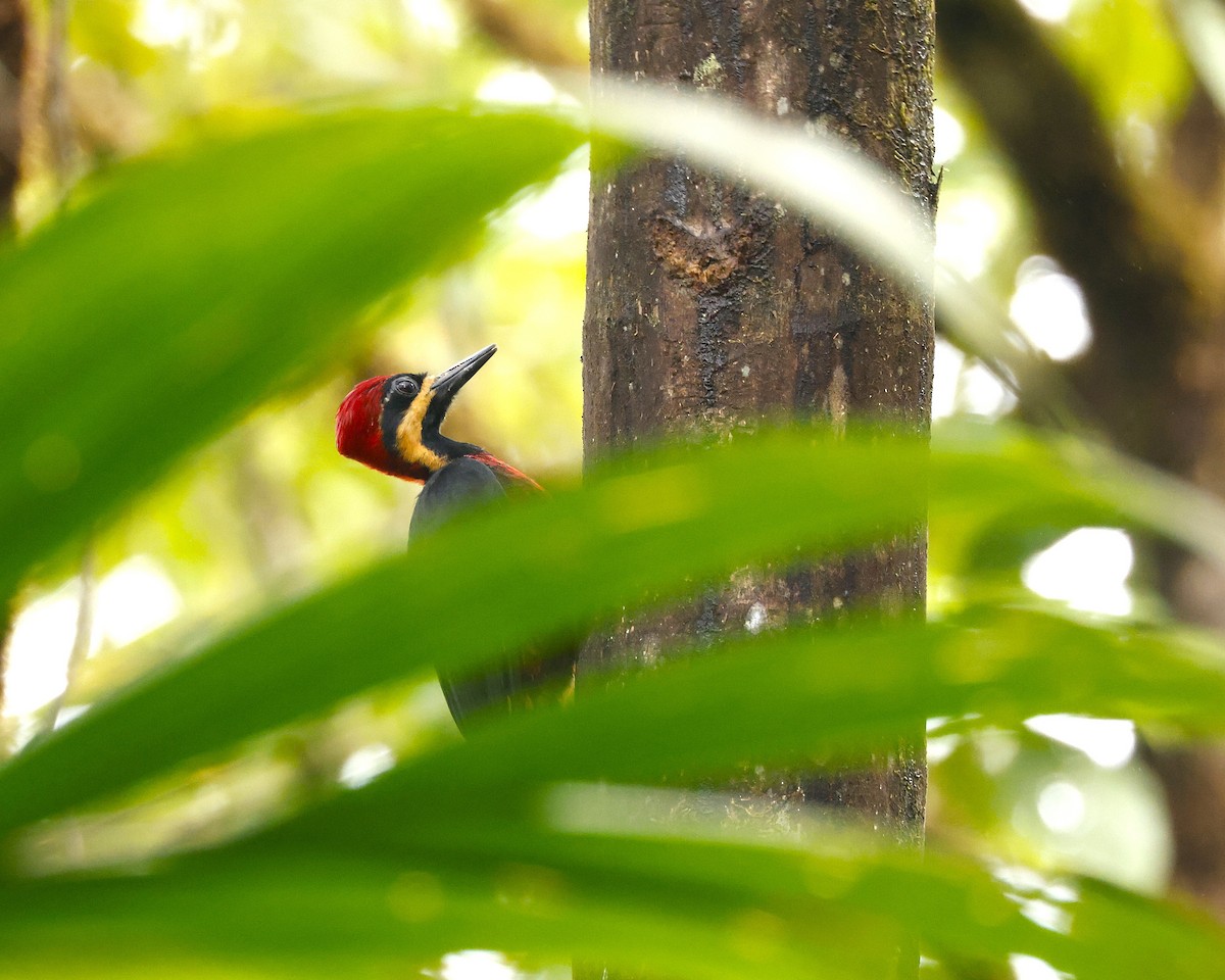 Дятел-кардинал вохристощокий - ML644552936